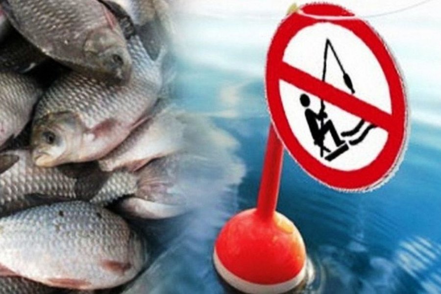 В Петербурге и Ленобласти вступил в силу запрет на рыбную ловлю