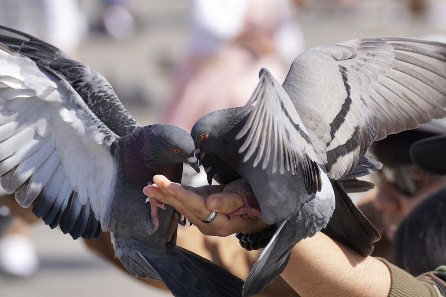 Доктор Мясников просит жителей РФ не кормить голубей и не трогать их птенцов из-за гриппа